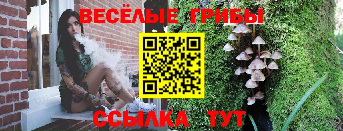 Псилоцибиновые грибы Psilocybe Железногорск